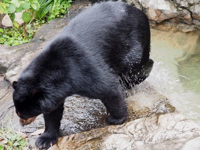 ズーラシア動物園(１)　ゾウ、サル、クマ_b0112263_14040280.jpg