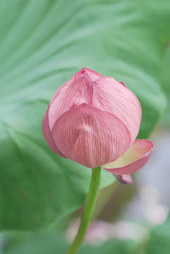 京都府立植物園 蓮 Blue Planet Cafe 青い地球を散歩する