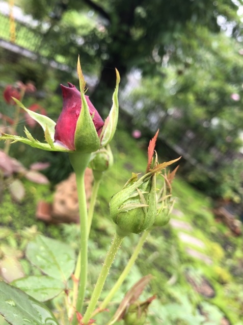 vs ストレス。_a0394574_22025416.jpeg