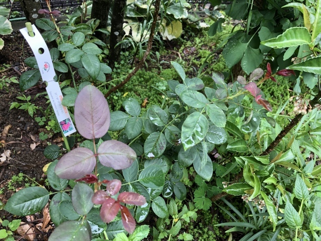 vs ストレス。_a0394574_22084467.jpeg