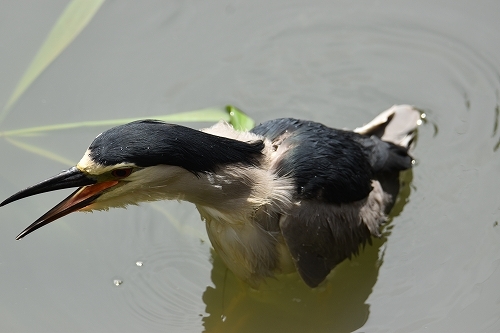 コムクドリがやってきた!★先週末の鳥類園(2020.7.11~12)_e0046474_18483366.jpg