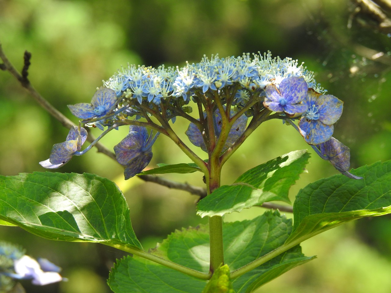 『佐原紫陽花園の紫陽花達･････♪』_d0054276_20125585.jpg