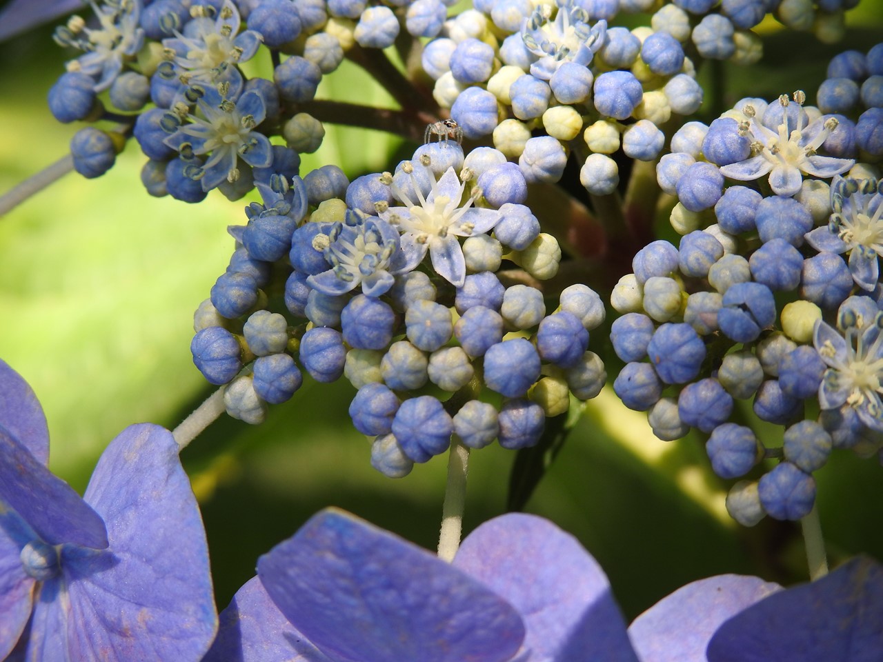 『佐原紫陽花園の紫陽花達･････♪』_d0054276_20141358.jpg