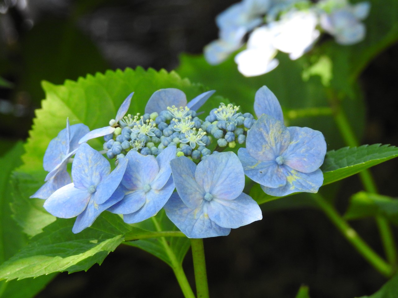 『佐原紫陽花園の紫陽花達･････♪』_d0054276_201457100.jpg