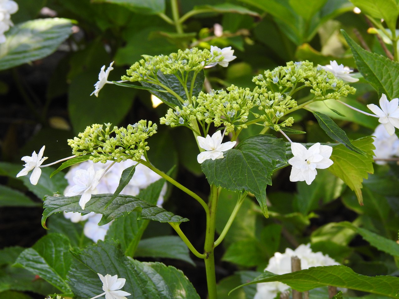 『佐原紫陽花園の紫陽花達･････♪』_d0054276_20165525.jpg