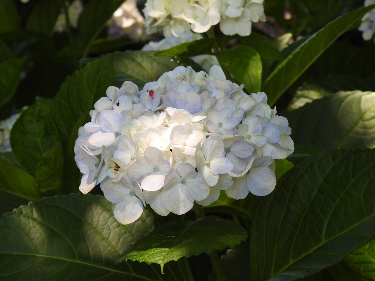 『佐原紫陽花園の紫陽花達･････♪』_d0054276_20174011.jpg