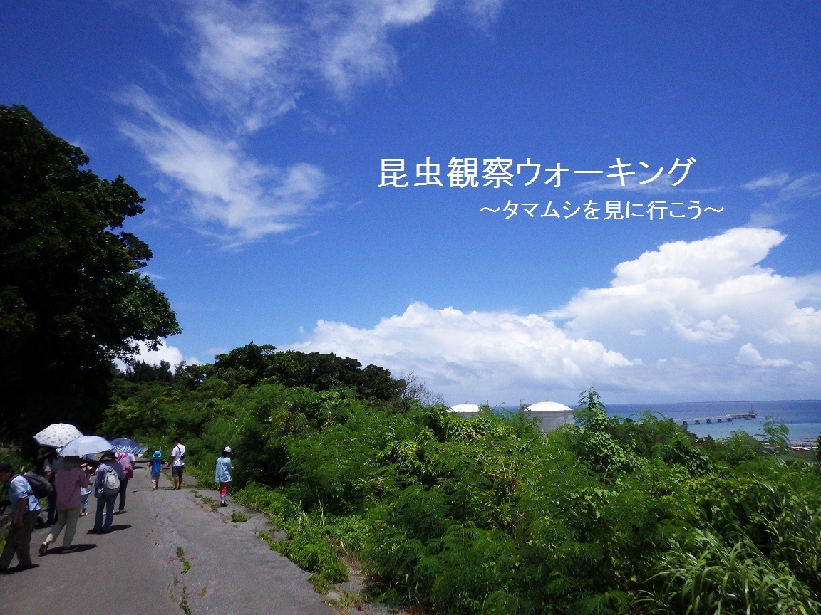 2020 昆虫観察ウォーキング~タマムシを見に行こう~ 開催します!_a0247891_01335694.jpg