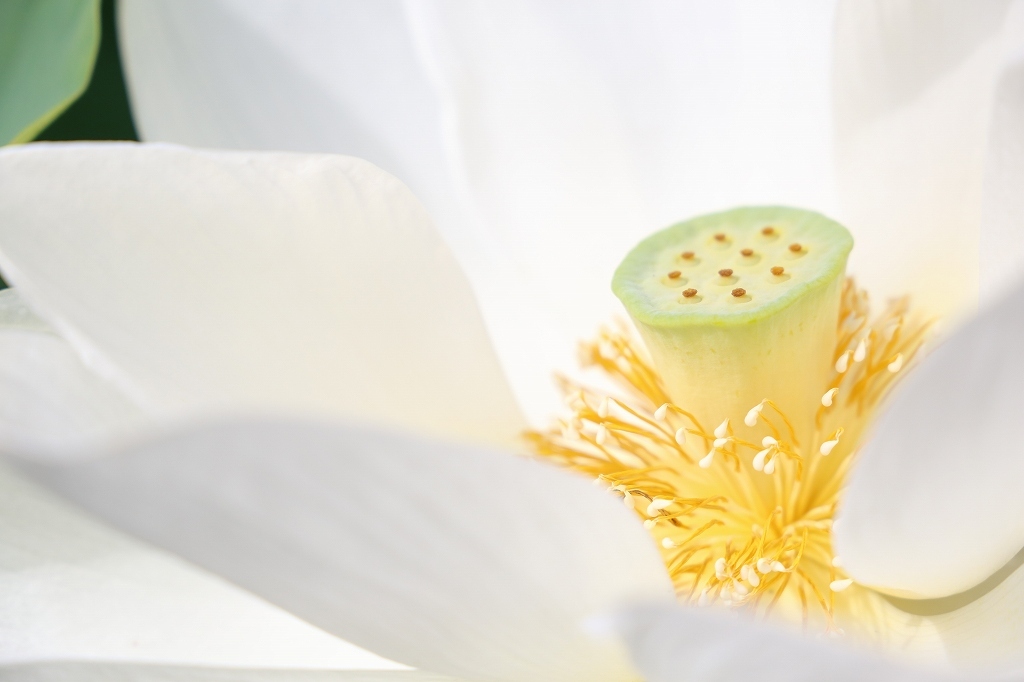 金色のずいからは 何とも云えない好い匂い また だまされたっていいんだよ