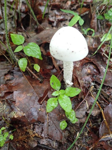 丸いものを くつきの森フォトレター