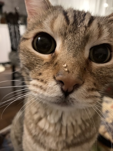 プーだって&#128150;_e0358096_19112363.jpeg
