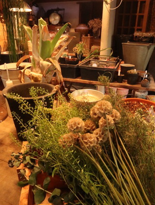 鎌倉ランチから苔丸へ あけの秘密の花園 鎌倉ランチから苔丸へ あけの秘密の花園