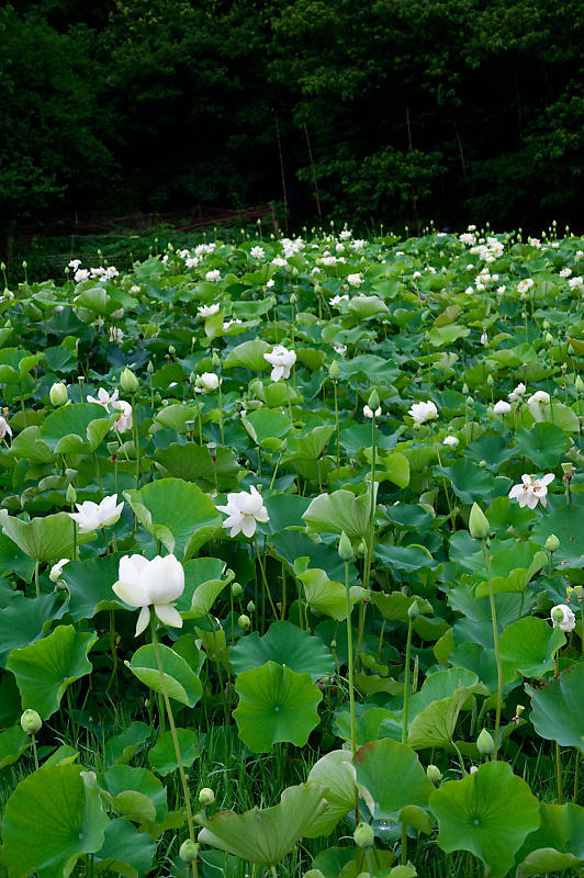 蓮@滋賀県長浜 あいのたにロータスプロジェクト・其の一_f0032011_19555117.jpg