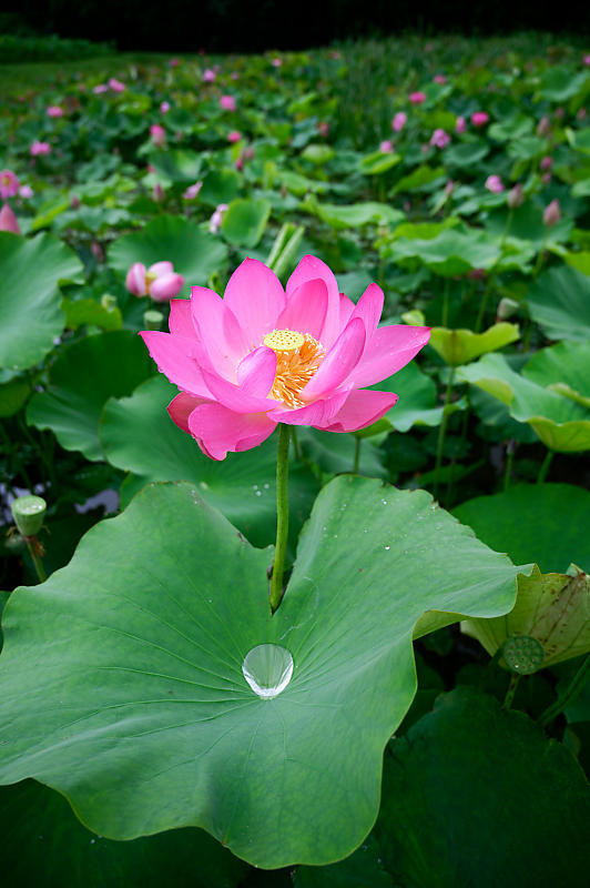 蓮@滋賀県長浜 あいのたにロータスプロジェクト・其の一_f0032011_19555125.jpg
