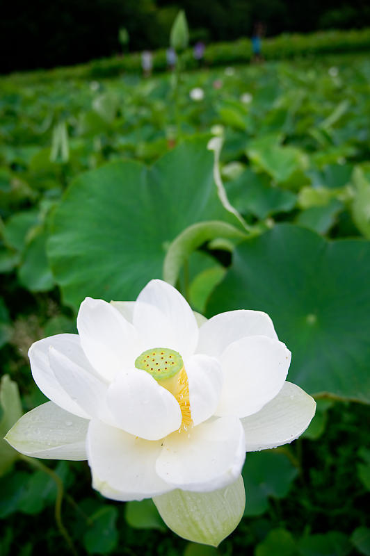 蓮@滋賀県長浜 あいのたにロータスプロジェクト・其の一_f0032011_19555184.jpg