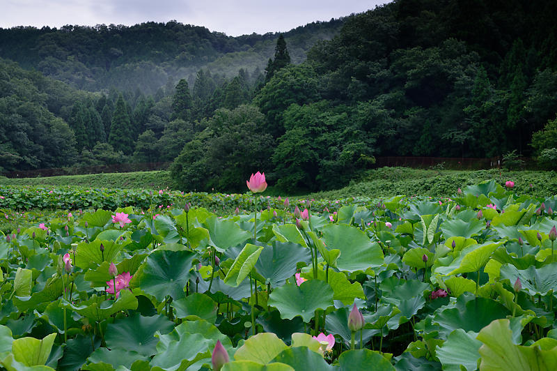 蓮@滋賀県長浜 あいのたにロータスプロジェクト・其の一_f0032011_19555188.jpg