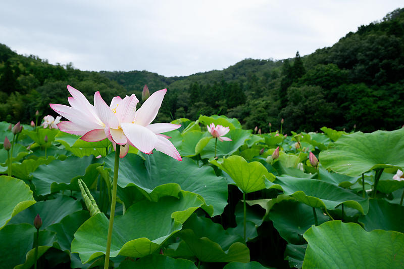 蓮@滋賀県長浜 あいのたにロータスプロジェクト・其の一_f0032011_20073918.jpg