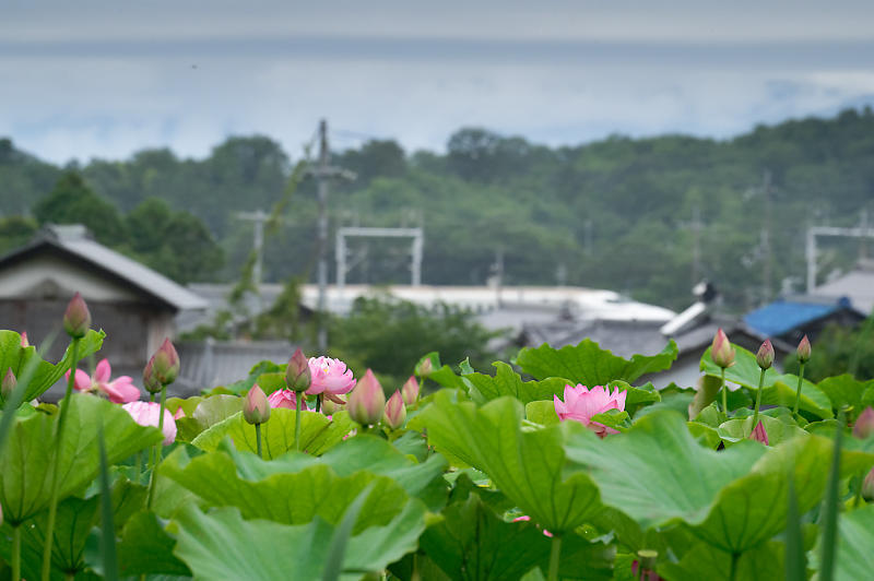 蓮@滋賀県長浜 あいのたにロータスプロジェクト・其の一_f0032011_20073952.jpg