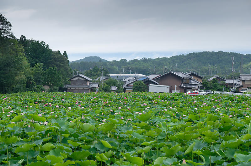 蓮@滋賀県長浜 あいのたにロータスプロジェクト・其の一_f0032011_20074067.jpg