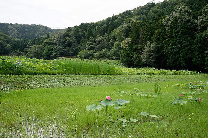 蓮@滋賀県長浜 あいのたにロータスプロジェクト・其の一_f0032011_20074086.jpg