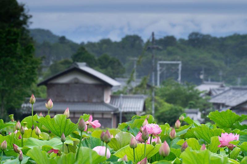 蓮@滋賀県長浜 あいのたにロータスプロジェクト・其の一_f0032011_20084181.jpg