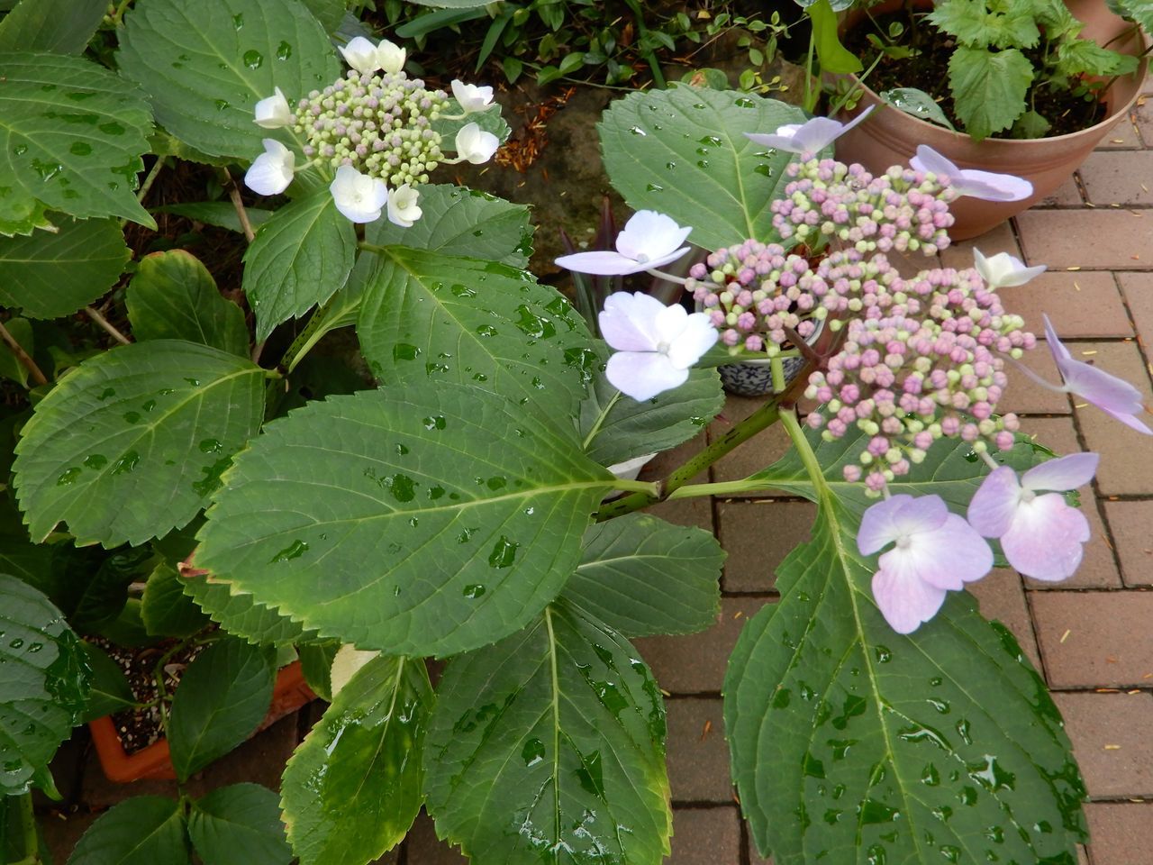 通り雨_c0025115_22123606.jpg