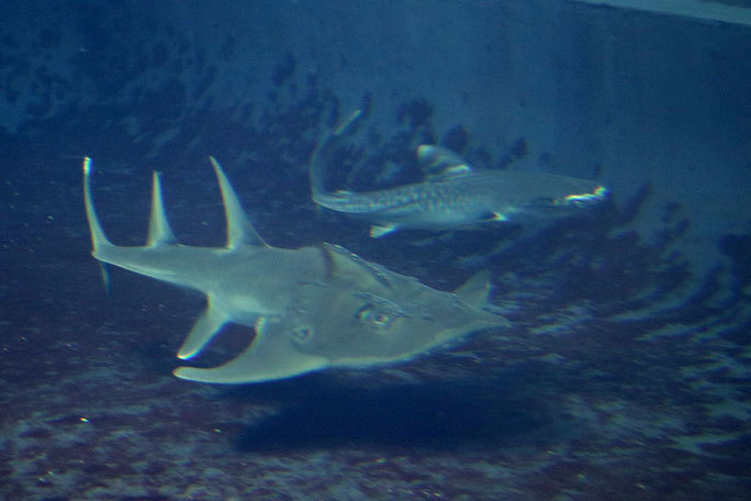 イタチザメとシノノメサカタザメ(葛西臨海水族園)_b0355317_20443548.jpg