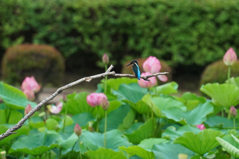 子供カワセミとハスの花 kgy シエロの野鳥観察記録 子供カワセミとハスの花 kgy シエロの野鳥観察記録