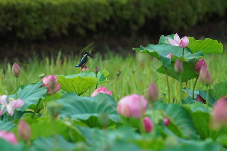子供カワセミとハスの花 kgy シエロの野鳥観察記録 子供カワセミとハスの花 kgy シエロの野鳥観察記録