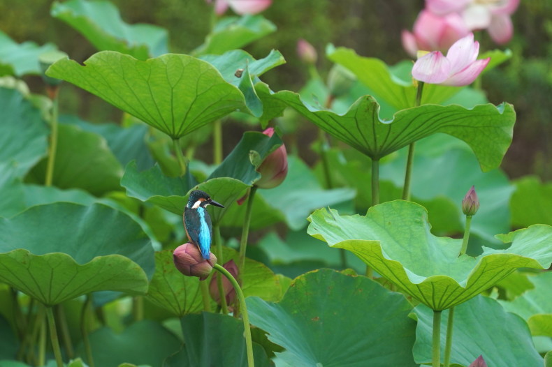 子供カワセミとハスの花 kgy シエロの野鳥観察記録 子供カワセミとハスの花 kgy シエロの野鳥観察記録