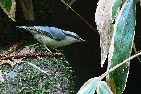 久しぶりのゴジュウカラ_e0413627_14363763.jpg