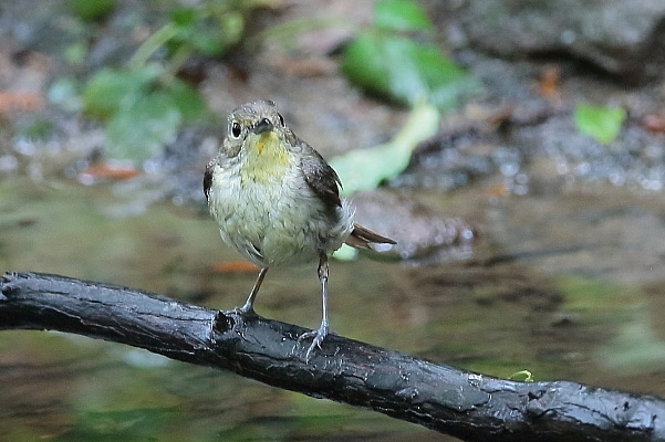 野鳥にも更年期?_e0413627_14403979.jpg