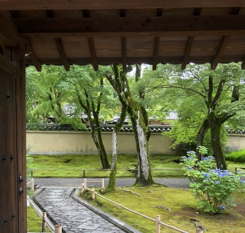 雨の中に咲く_a0197730_09441820.jpeg
