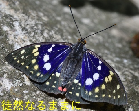 国蝶 オオムラサキ 栗山町地域変異 : 徒然なるままに