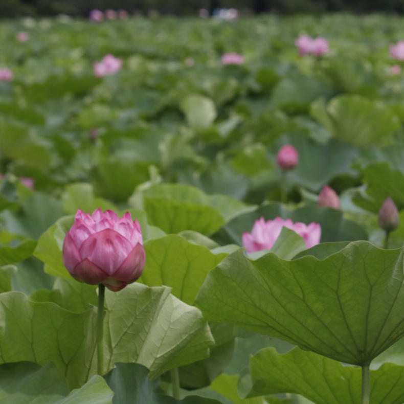 不忍池の蓮が綺麗でした_c0060143_18341065.jpg