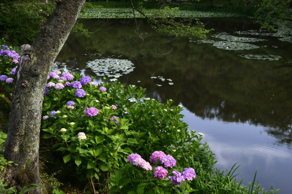 紫陽花(4)_c0093046_08084334.jpg