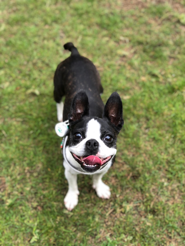 遊びたい犬 ジルさん 遊びたい犬 ジルさん