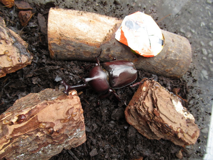 カブトムシはじめました。_c0181549_22023076.jpg