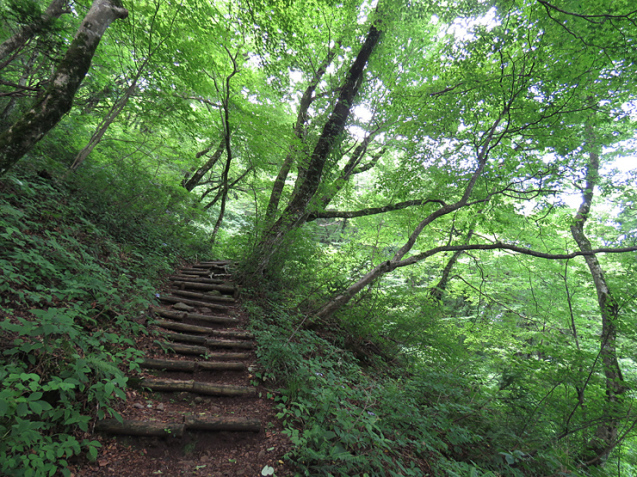 7月9日の三瓶山②_f0214649_14060708.jpg