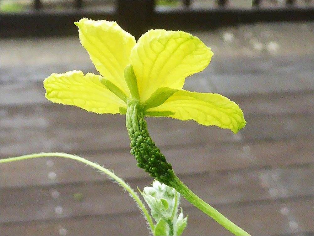 ゴーヤの雌花 雄花 2020 07 13 Photo Letters