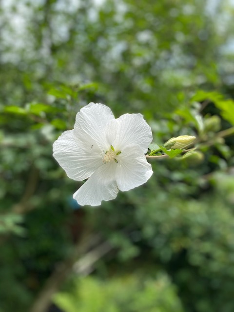 容赦ない雨です_b0396150_12520024.jpg