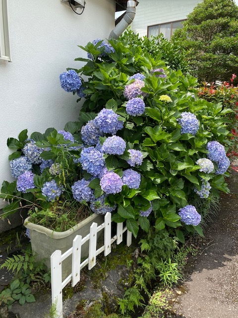 容赦ない雨です_b0396150_12525496.jpg