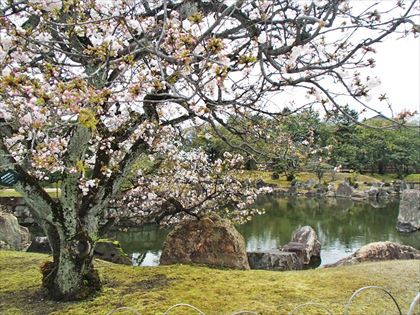 世界文化遺産 二条城Ⅱ 日本100名城_e0044657_21232139.jpg