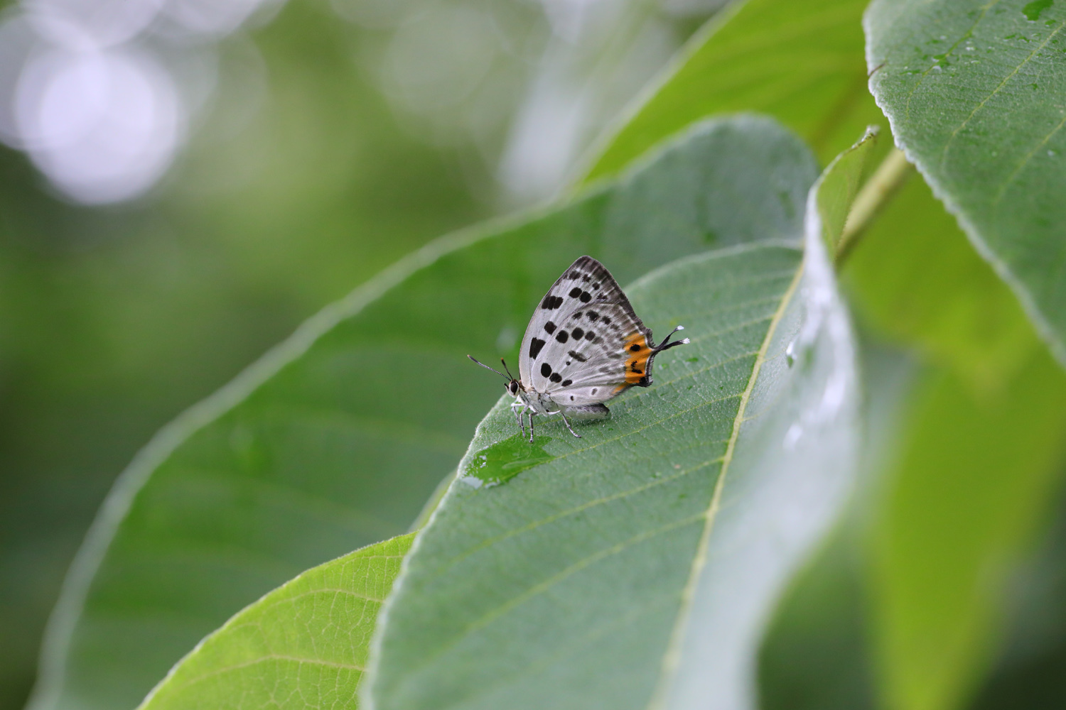 オナガギフチョウ（オス、中国陜西省） onagagifukoubiyokotg.jpg