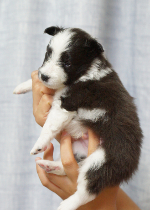 子犬たち　離乳食がはじまりました_f0126965_20011694.jpg