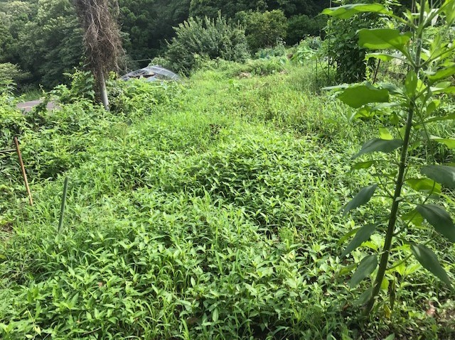 梅雨の晴れ間、汗だくで畑道の草刈り7・12_c0014967_06241222.jpg