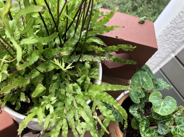 Blue Monday 、だけど。_a0394574_20132715.jpeg