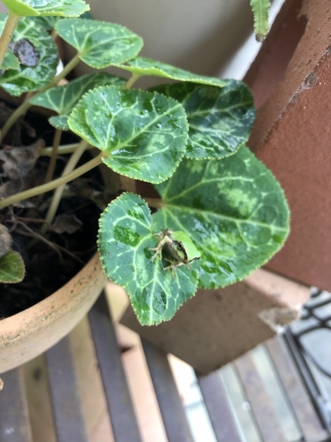 Blue Monday 、だけど。_a0394574_20142340.jpeg