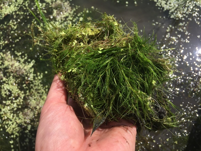 ハグファーム水田日記 きれいな田んぼに住む植物 ハグさんのイチオシブログ