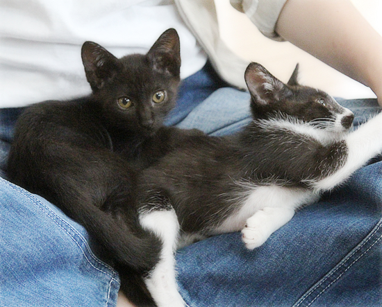 子猫たちのおしらせ_a0389088_09311988.jpg