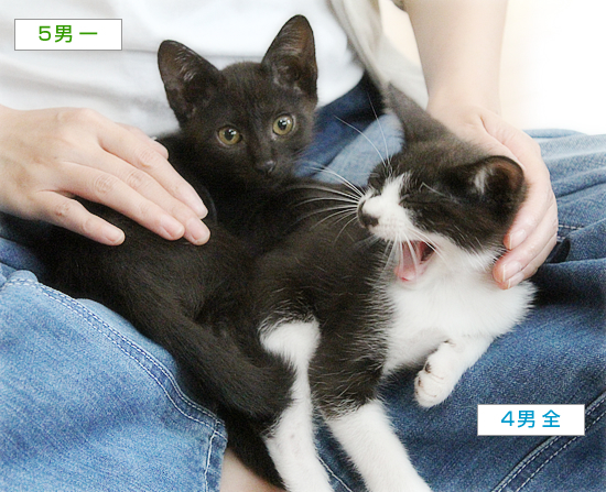 子猫たちのおしらせ_a0389088_09312012.jpg